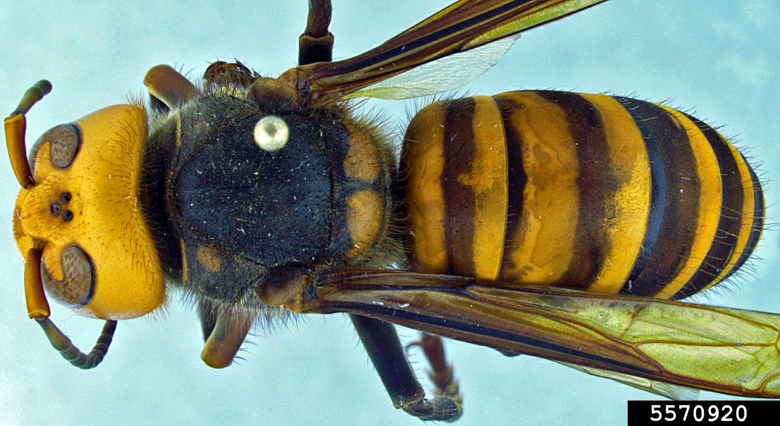 Asian Giant Fact Guide Department of Entomology Virginia Tech